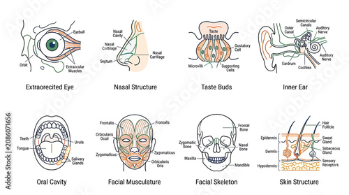 Quadro su tela Human Anatomy Diagrams: Eye, Nose, Taste Buds, Ear, Mouth, Face Muscles, Skull,
