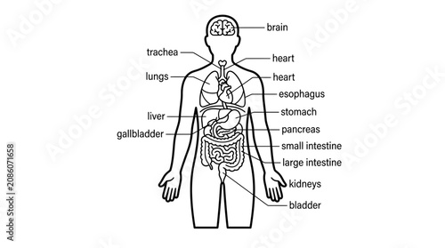Human Anatomy Diagram: Internal Organs and Systems - Medical Illustration