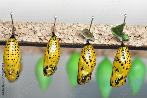 CRISÁLIDAS DE MARIPOSA