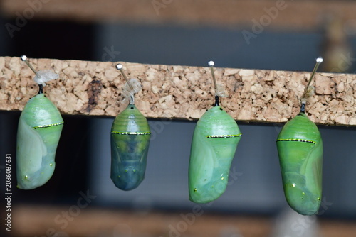CRISÁLIDAS DE MARIPOSA