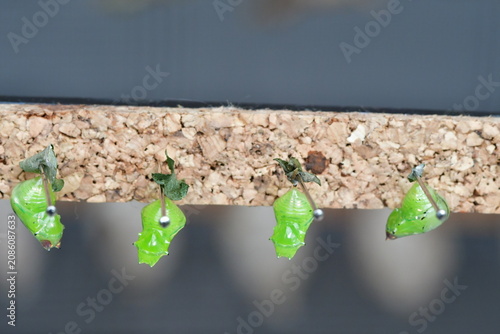 CRISÁLIDAS DE MARIPOSA