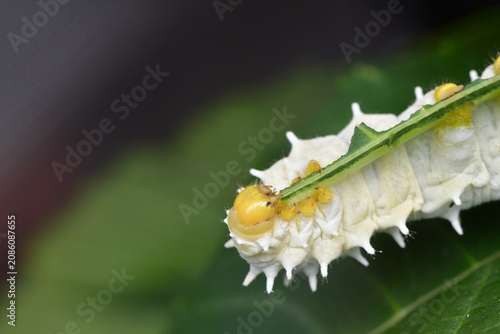 ORUGAS DE MARIPOSA