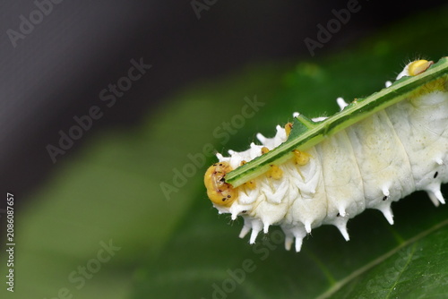 ORUGAS DE MARIPOSA