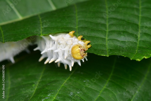 ORUGAS DE MARIPOSA