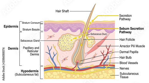 Принти на полотні Human Skin Anatomy Diagram: Epidermis, Dermis, Hypodermis, Hair Follicle