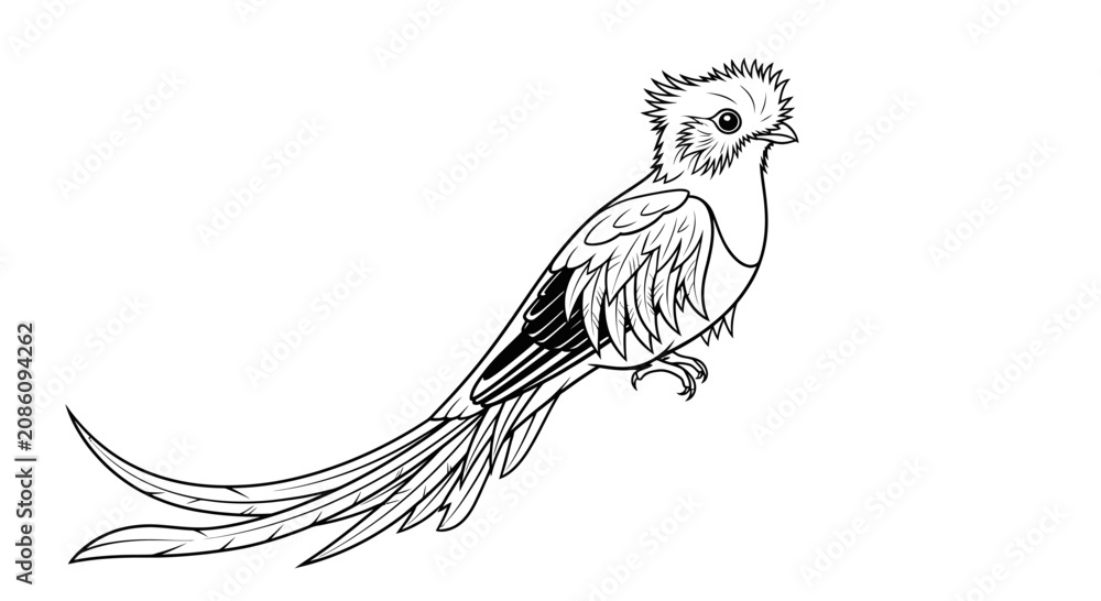 Fototapeta premium Black and white line art illustration of a Resplendent Quetzal bird, isolated on a white background. Perfect for coloring books or nature-themed designs.
