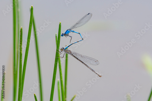 Obraz na plátně Bluet Damselflies Mating