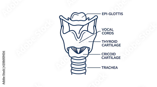Foto Anatomical illustration of the human larynx with labels for vocal cords and trac