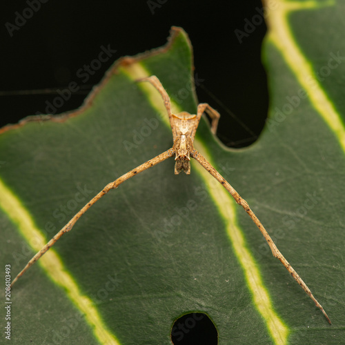 Obraz na płótnie The Long-legged Crab Spider or Sidymella longipes is a medium-sized ambush predator native to Australia and found throughout Australasia