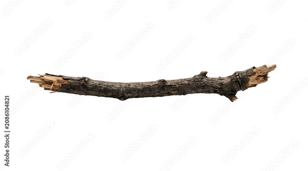 Fototapeta premium Broken Tree Branch on Black Background