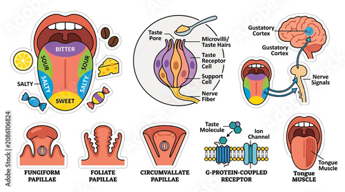 Photos Tongue Taste Zones Diagram: Sweet, Sour, Salty, Bitter, Umami, Anatomy, Biology