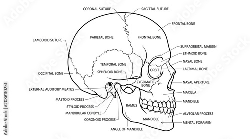 Human Skull Anatomy Diagram, Labeled Bones and Sutures, Medical Illustration
