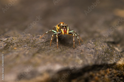 Billede på lærred The Sparkling Northern Jumping Spider or Cosmophasis micarioides.