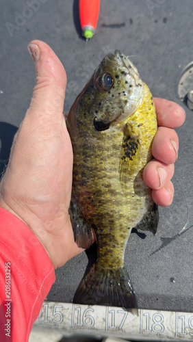 Infected Pumpkinseed Sunfish with Parasitic Black Spot Disease Held in Hand