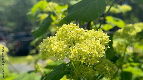 Lush Green Smooth Hydrangea Buds Blooming in Summer Garden