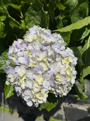 Close-up of Hydrangea Flower