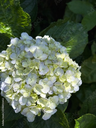white hydrangea flowers