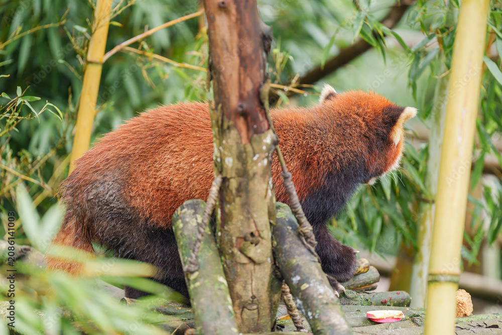 Fototapeta premium Cute Red Panda, Ailurus fulgens or lesser panda in forest at Chengdu Panda Breeding Research Center Dujiangyan. landmark and popular for tourists attractions in Chengdu, China. Travel and Vacation