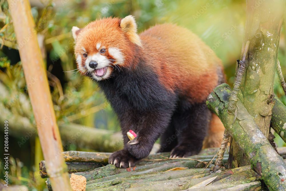 Fototapeta premium Cute Red Panda, Ailurus fulgens or lesser panda in forest at Chengdu Panda Breeding Research Center Dujiangyan. landmark and popular for tourists attractions in Chengdu, China. Travel and Vacation