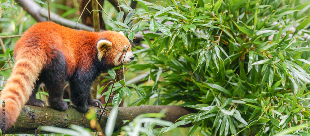 Fototapeta premium Cute Red Panda, Ailurus fulgens or lesser panda in forest at Chengdu Panda Breeding Research Center Dujiangyan. landmark and popular for tourists attractions in Chengdu, China. Travel and Vacation