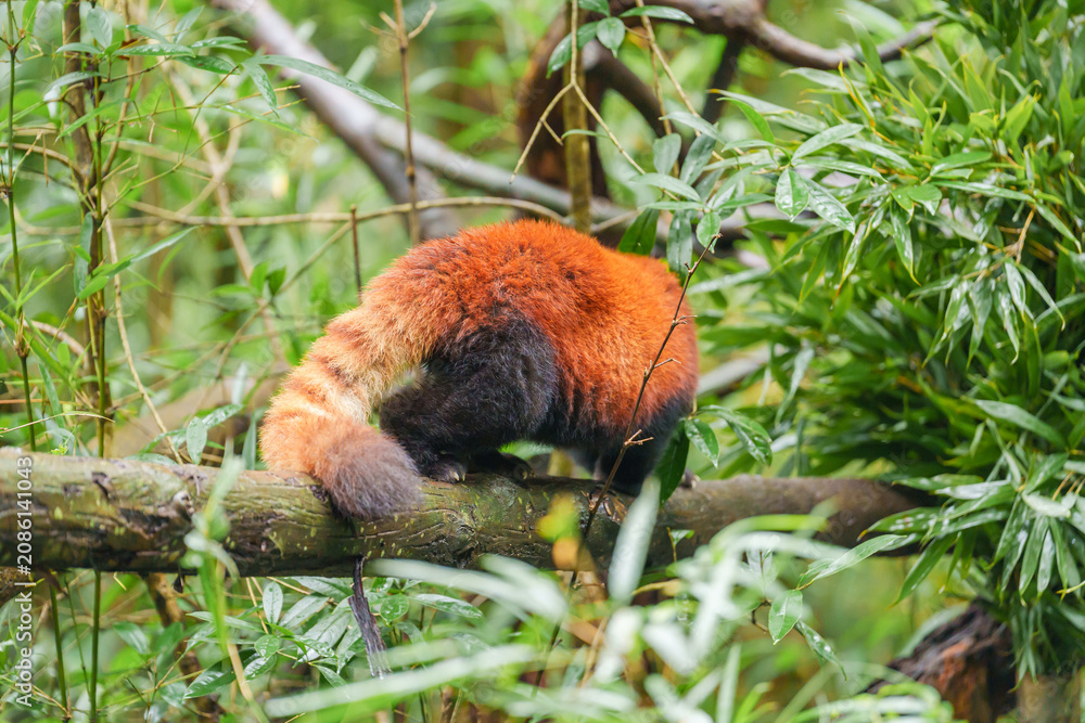Fototapeta premium Cute Red Panda, Ailurus fulgens or lesser panda in forest at Chengdu Panda Breeding Research Center Dujiangyan. landmark and popular for tourists attractions in Chengdu, China. Travel and Vacation
