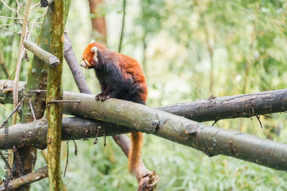 Fototapeta premium Cute Red Panda, Ailurus fulgens or lesser panda in forest at Chengdu Panda Breeding Research Center Dujiangyan. landmark and popular for tourists attractions in Chengdu, China. Travel and Vacation