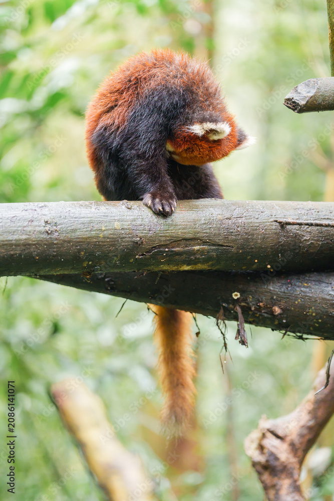 Fototapeta premium Cute Red Panda, Ailurus fulgens or lesser panda in forest at Chengdu Panda Breeding Research Center Dujiangyan. landmark and popular for tourists attractions in Chengdu, China. Travel and Vacation