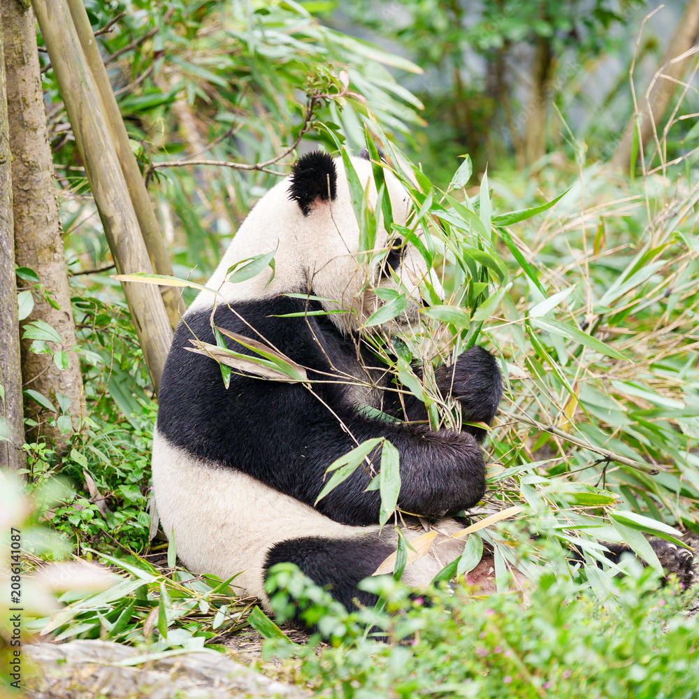 Fototapeta premium Cute Giant Panda, Ailuropoda melanoleuca or panda bear in forest at Chengdu Panda Breeding Research Center Dujiangyan. landmark and popular for tourists attractions in Chengdu, China.