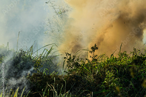 Картината върху платно Smoke rises thick and golden above green grass