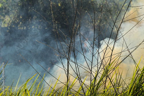 Фотография Smoke rises thick and golden above green grass