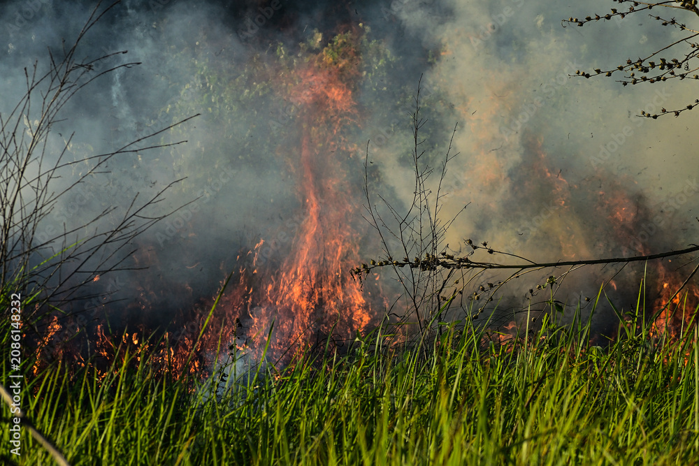 Fototapeta premium Smoke rises thick and golden above green grass. Lone branch bends in the haze, stark and thin. Fire burns unseen but felt in the air. Nature's quiet strength amid destruction. Smoke rises thick