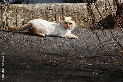 Photos 歩道で休む野良猫