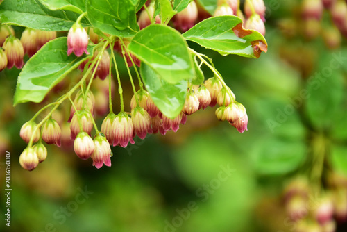 雨に濡れるサラサドウダンの花