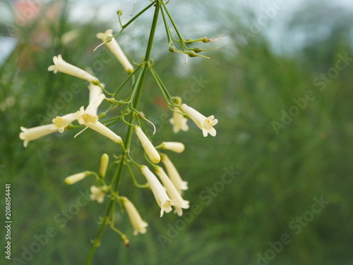Konstfotografi Delicate pale yellow trumpet shaped flowers hang gracefully from thin green stem