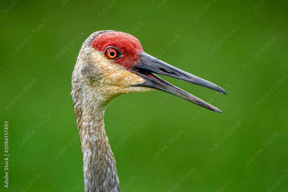 Fototapeta premium red crowned crane