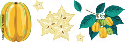 Bild auf Leinwand Fresh yellow star fruit vector set featuring whole carambola exotic tropical fru