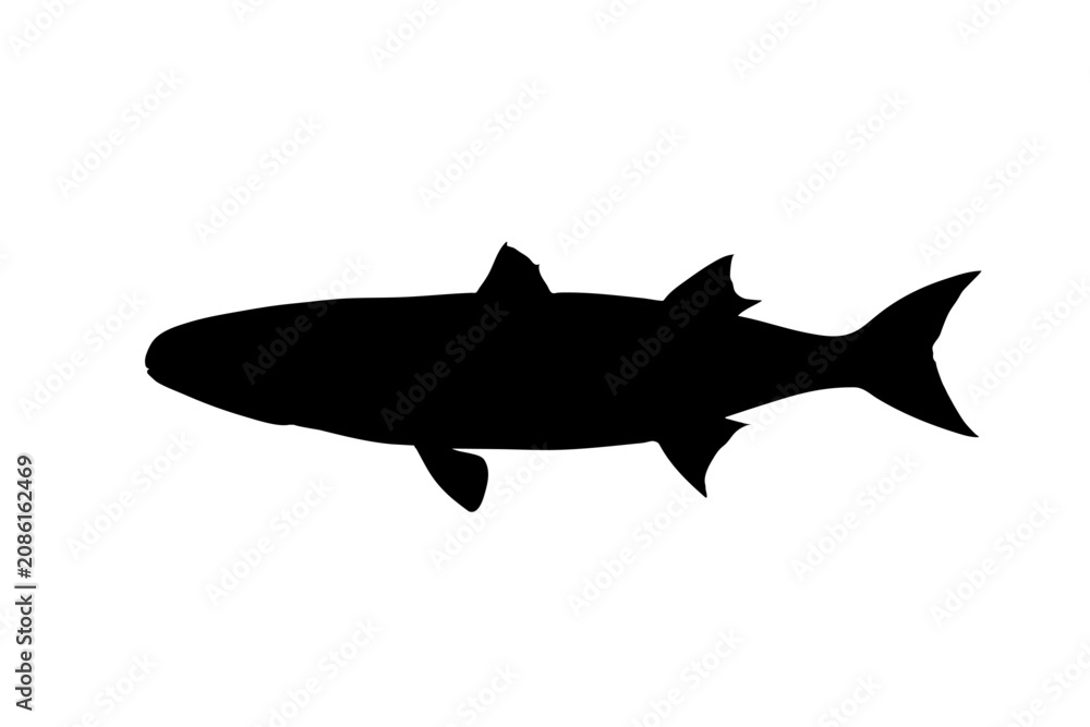 Fototapeta premium Flathead Grey Mullet Silhouette Illustration Isolated on White Background