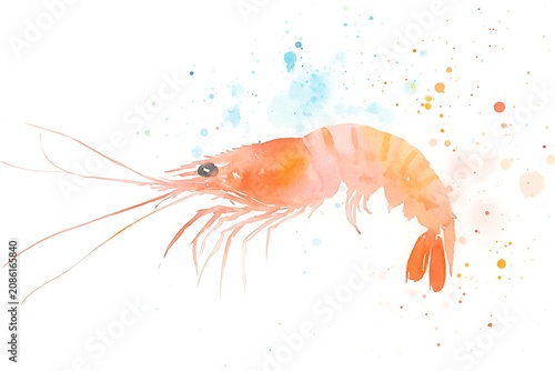 Vibrant watercolor shrimp