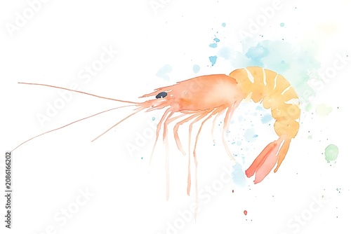 Vibrant watercolor shrimp