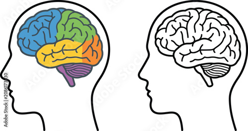 Fotografie Brain lobes diagram and outline in profile medical illustration for science and