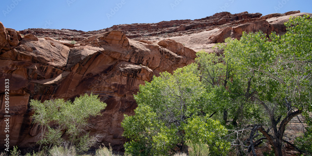 Naklejka premium Panorama of cottonwoods and cliffs at Hog Springs Recreational Area, an oasis in the desert on Utah SR 95, the Bicentennial Highway