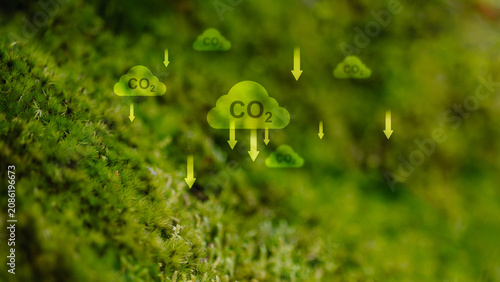 Carbon Dioxide CO2 Absorption and Carbon Capture Concept with Green Moss Background Climate Change Mitigation and Sustainable Environment
