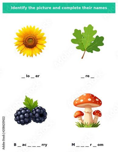 Sunflower oak leaf blackberry and mushroom for nature education.