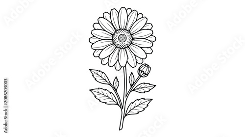 Konstfotografi Vintage botanical daisy illustration, hand drawn black and white flower vector,