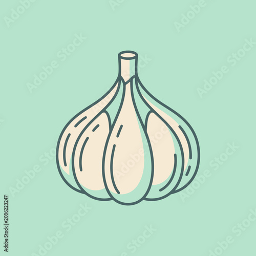 A simple vector illustration of a single fresh garlic bulb
