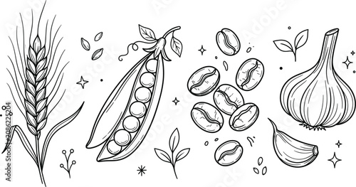 Konstfotografi Agriculture food ingredients set with wheat ear pea pod coffee beans and garlic
