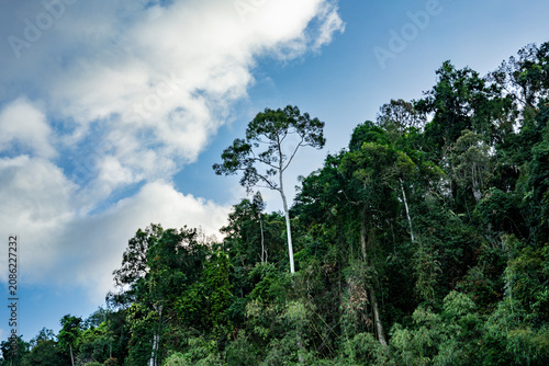 Foto Emergent Tree Rising Above Tropical Rainforest Canopy, Khao Sok, Thailand