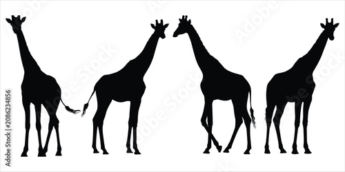 Foto Four Black Silhouettes of Giraffes Standing in a Line on White Background animal