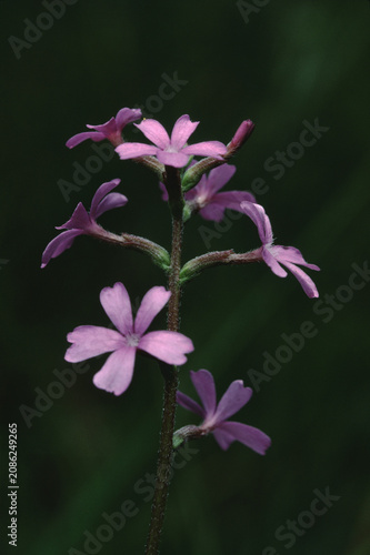 American Blue Hearts (Buchnera Americana)