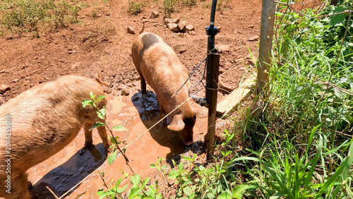 Bild auf Leinwand Domestic pigs wallowing in mud near a water pipe in Australia